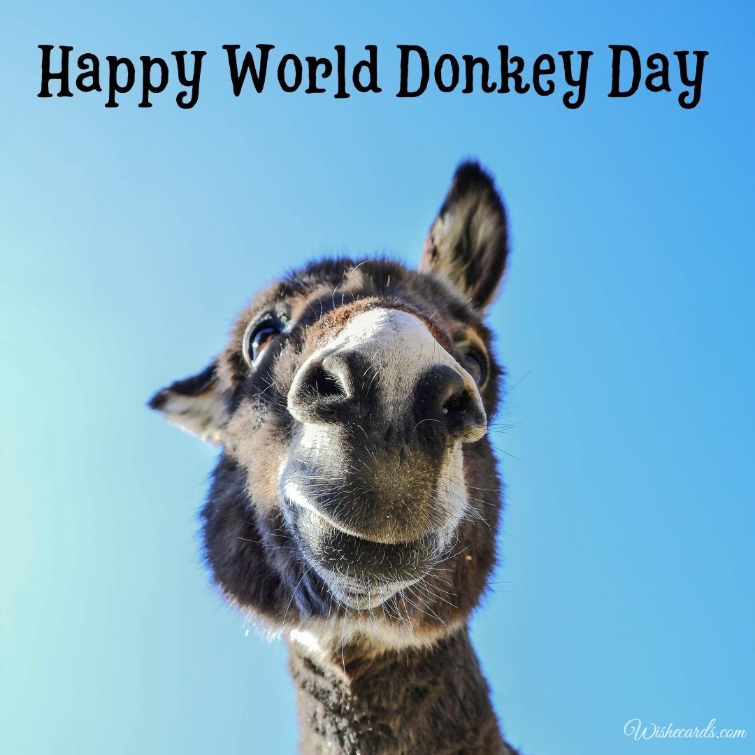 Beautiful World Donkey Day Picture