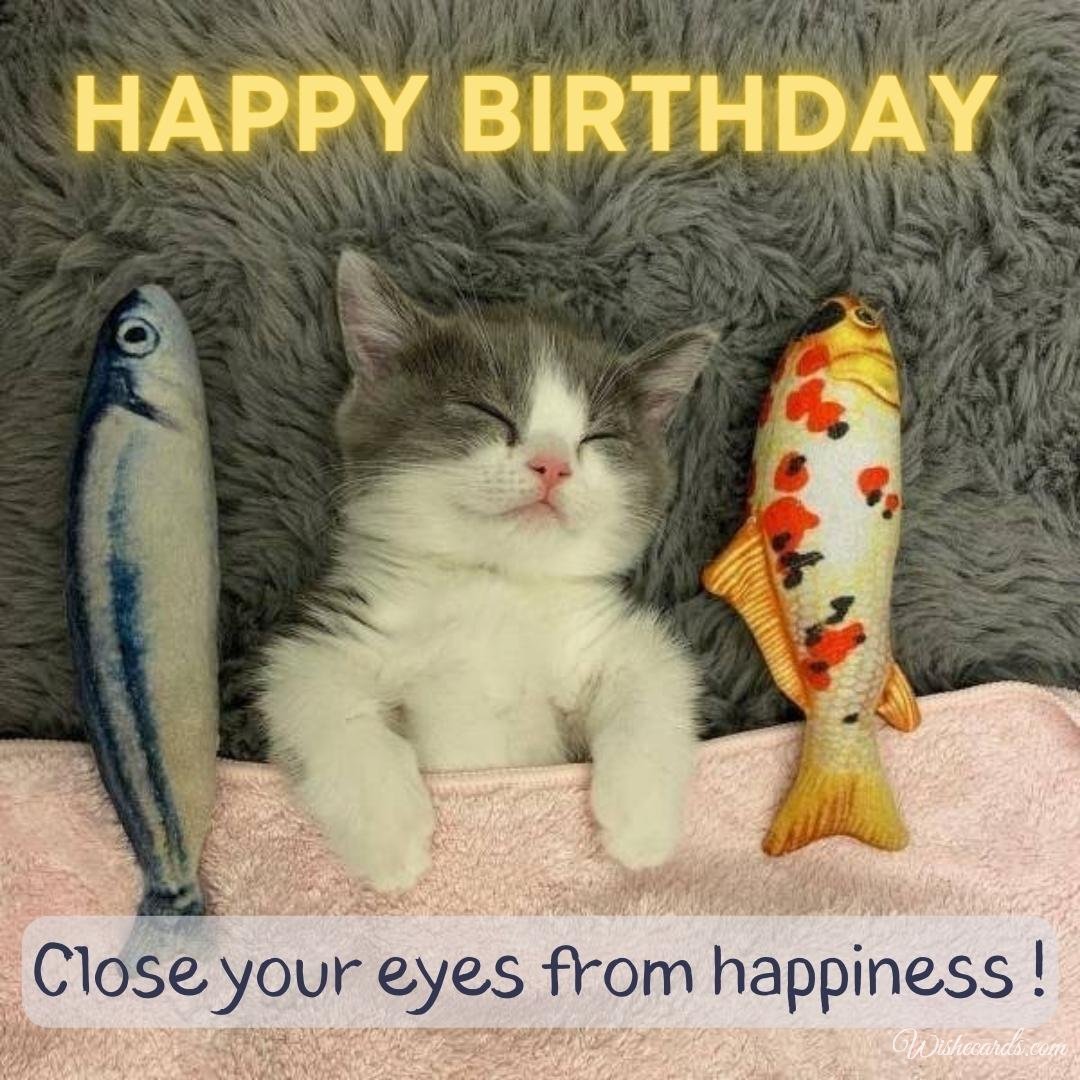 Cat Birthday Funny Card