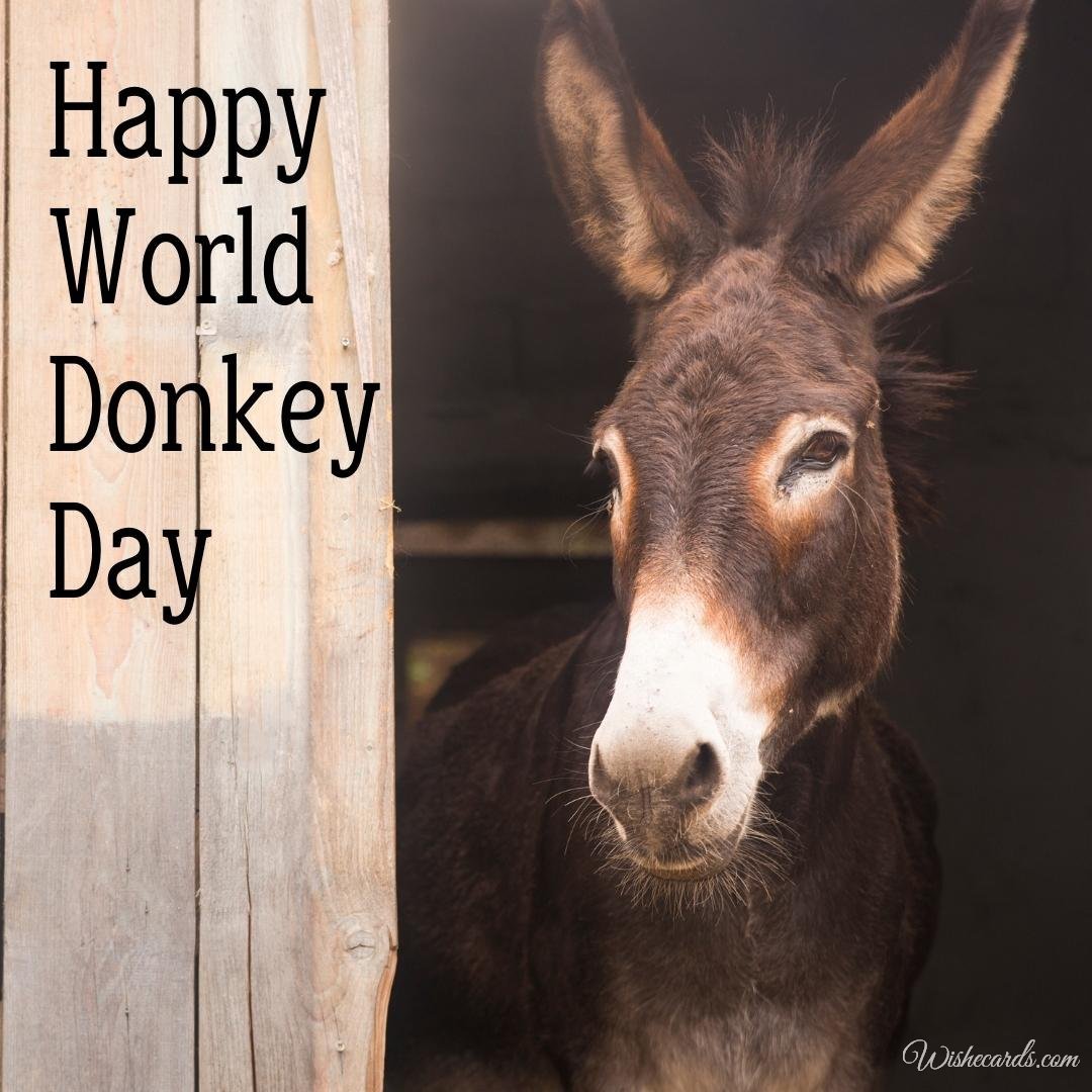 Romantic World Donkey Day Picture