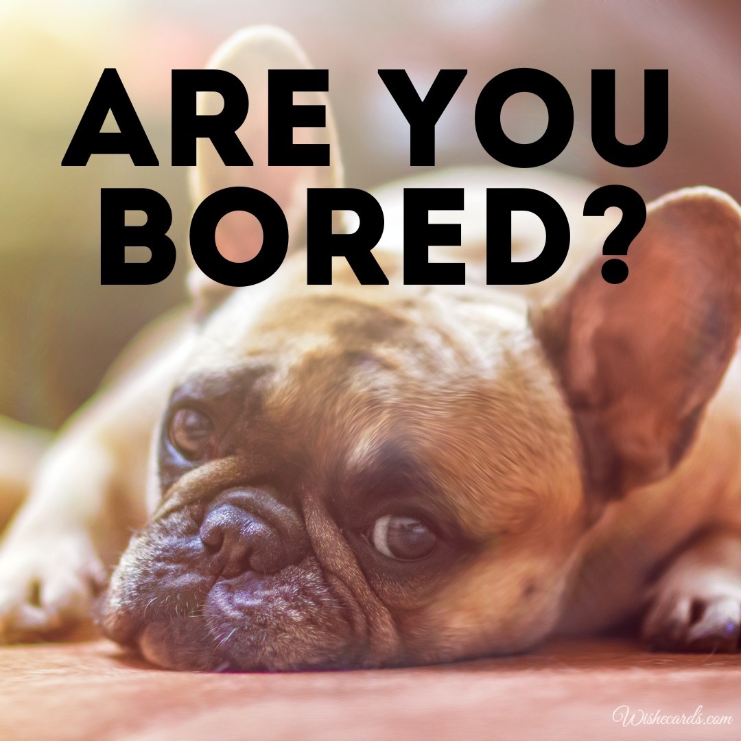 Are You Bored Card With Dog