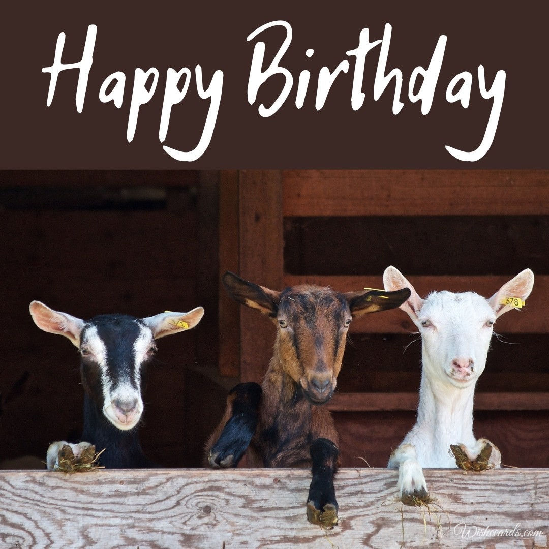 Birthday Card with Goats