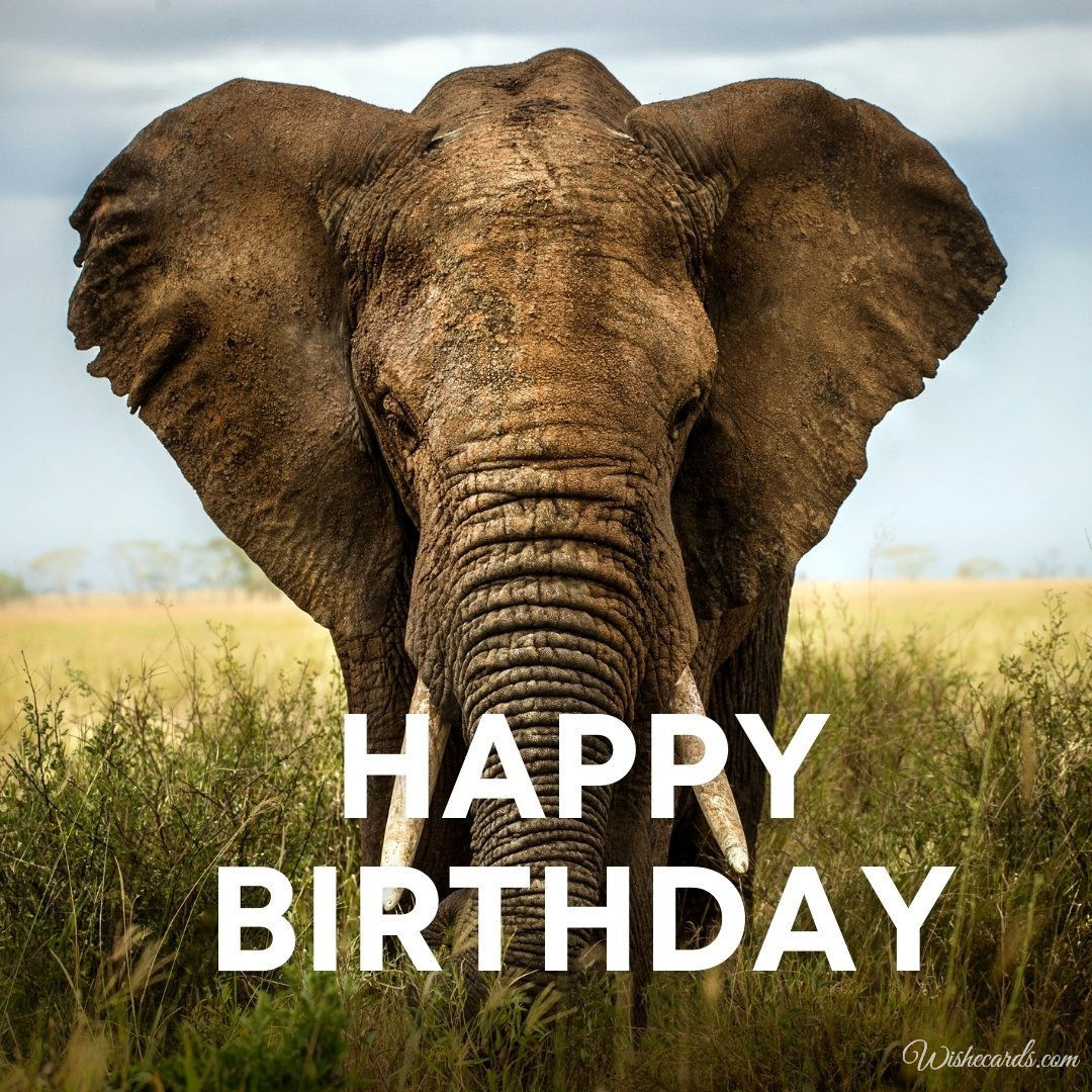 Birthday Greeting Ecard with Elephants