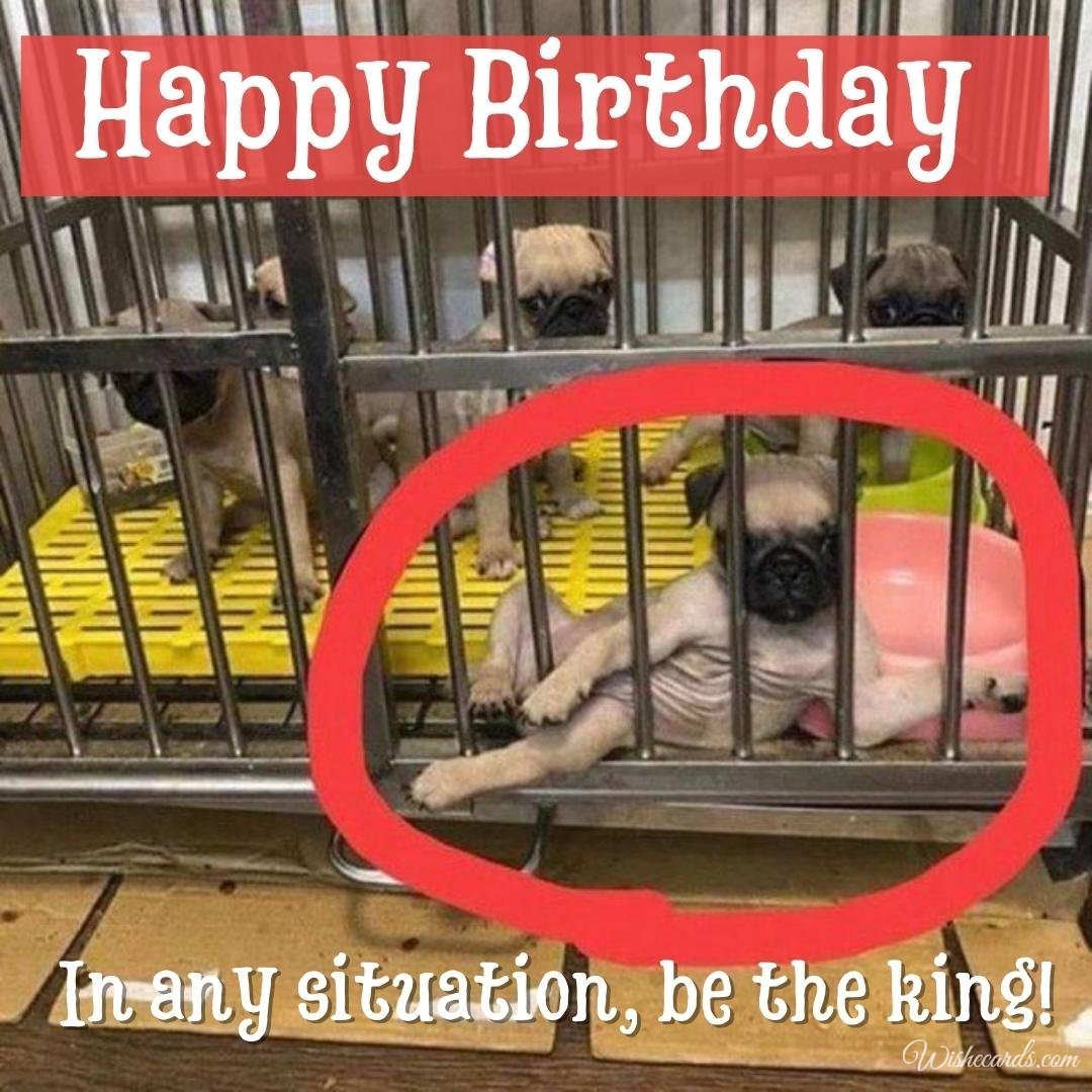 Funny Dog Birthday Card
