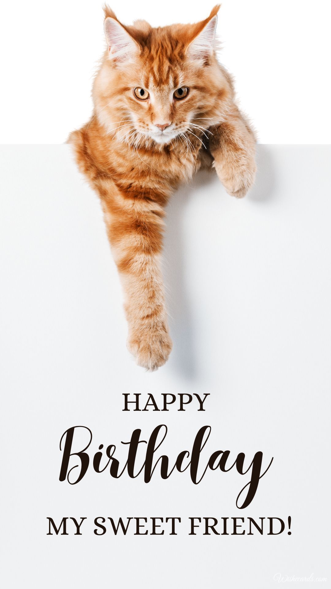 Happy Birthday Image Funny Cat