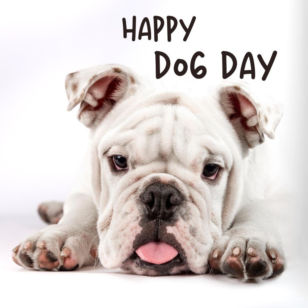 National Dog Day Image With Text