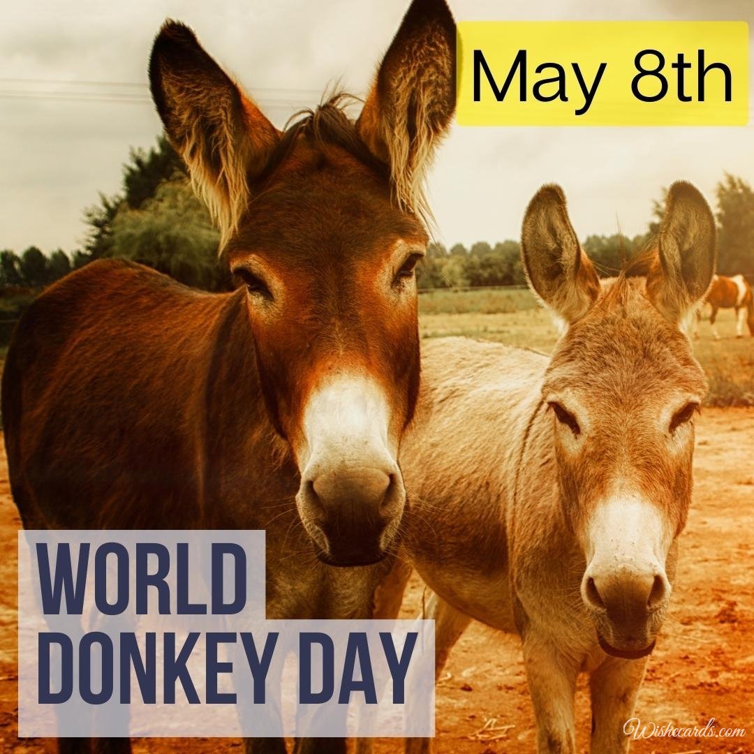 Collection Of World Donkey Day Cards